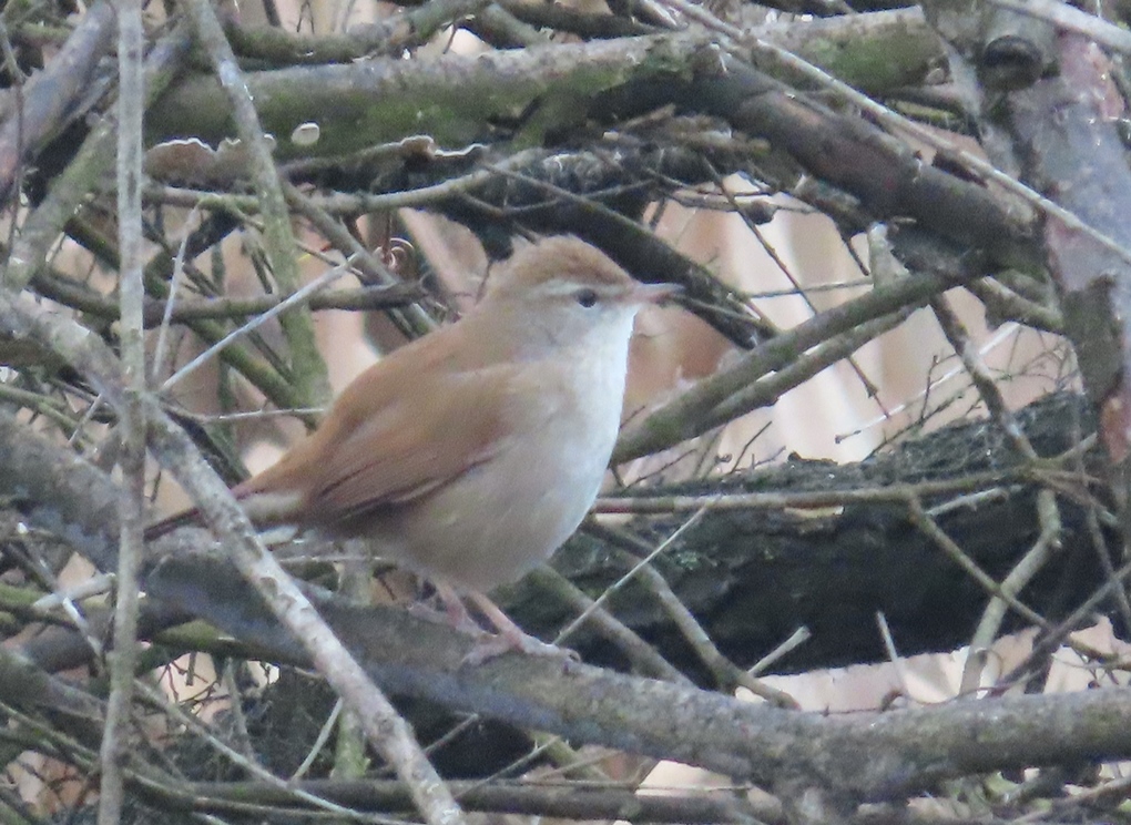 Cetti's Warbler